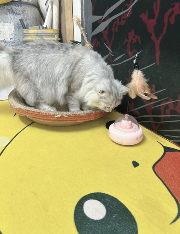 Supplementary product photo: grey cat on a round scratching bed beside the pink UFO toy