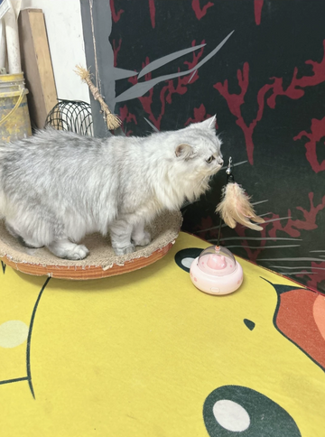 Supplementary product photo: grey cat facing the feather on the pink UFO toy