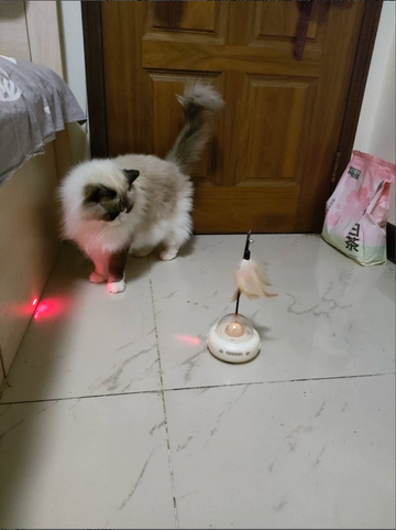 Cat beside the cream UFO feather toy near a wooden door, supplied supplier review photo