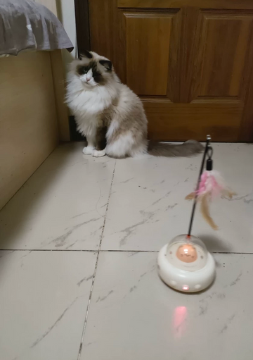 Cat watching the cream UFO feather toy near a wooden door, supplied supplier review photo