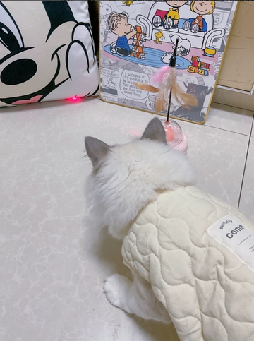 Cat in a cream quilted vest watching the pink UFO feather toy, supplied supplier review photo