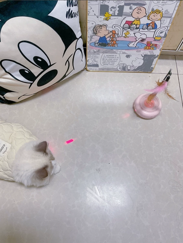 Cat lying beside the pink UFO toy and red light on a tiled floor, supplied supplier review photo