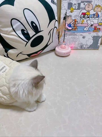 Cat resting beside the pink UFO feather toy near cushions, supplied supplier review photo